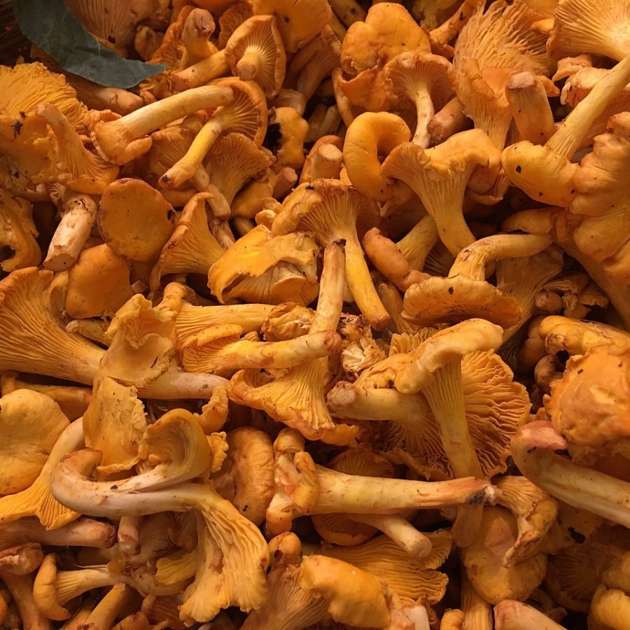 Recette: Fèves aux girolles et au persil frais